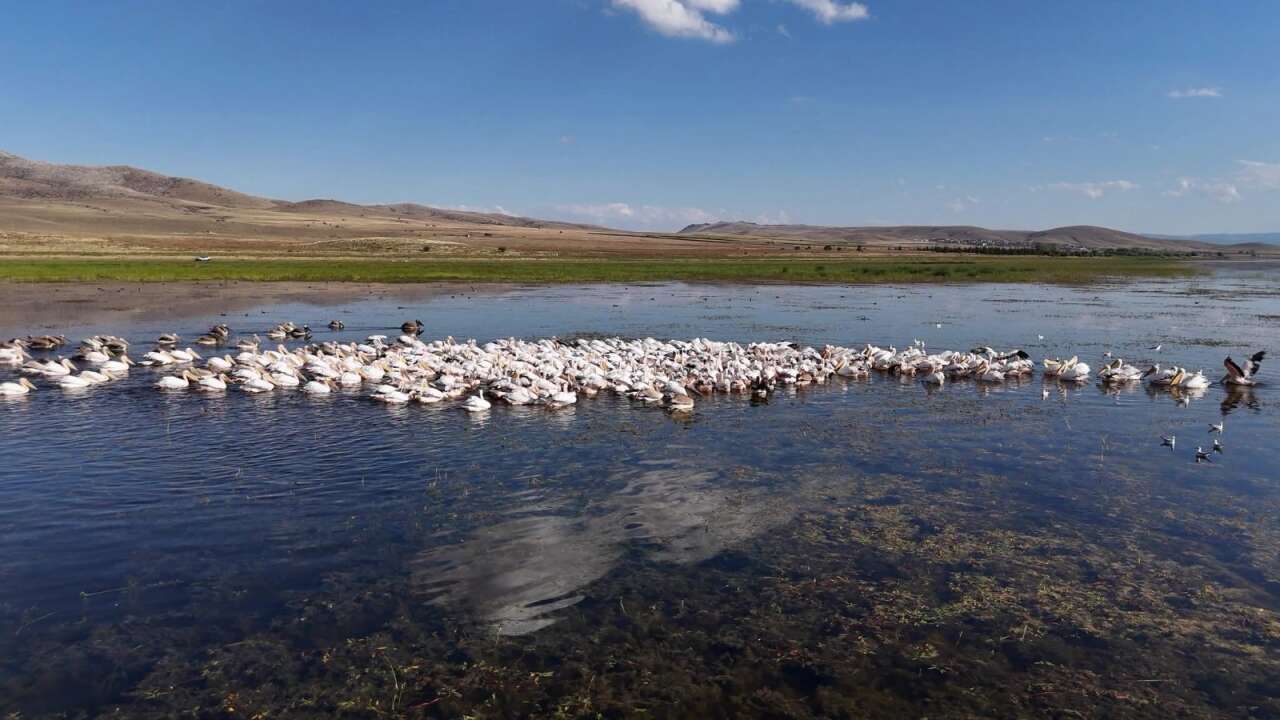 Gören Afrika sandı! Konya’da yüzlerce pelikan ünlü gölde böyle görüntülendi 14